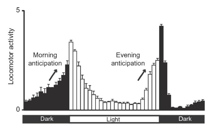 Fly activity over the day. Adapted from Nicholas R. J Glossop et al 2011. To meassure fly activity each individual fly is monitored either by counting when they cross a red-light bim (regular activity monitors) of by software tracking (flyboxes).