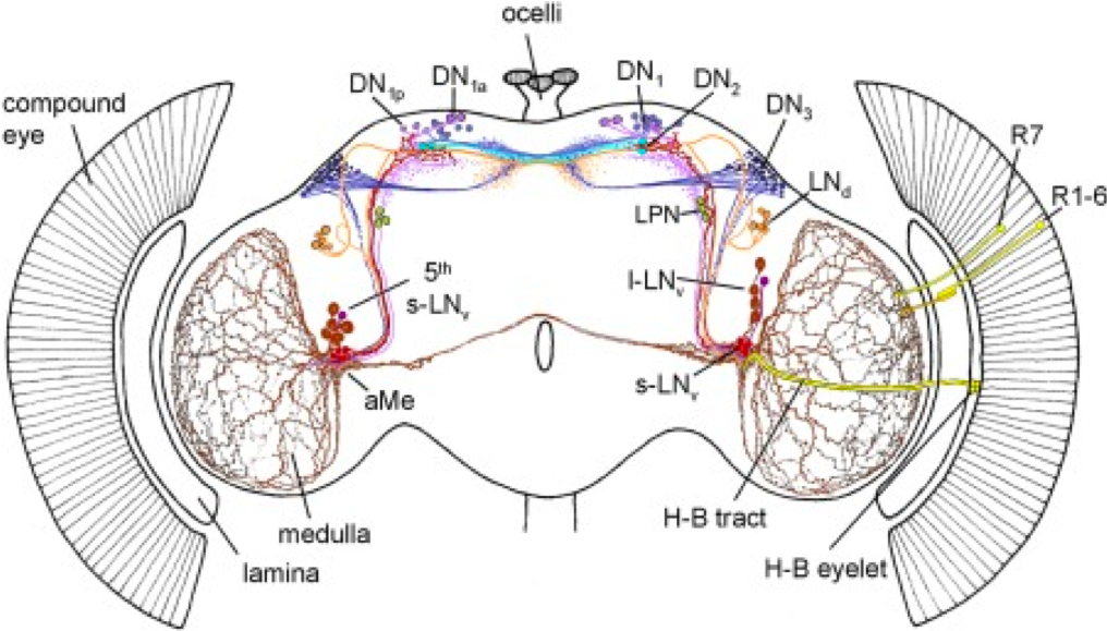 Schematic representation of the circadian neural network. Four small ventrolateral neurons (s‐LNvs, red), the 5th s‐LNv (dark violet), four large ventrolateral neurons (l‐LNvs, brown), six dorsolateral neurons (LNds, orange), three lateral posterior neurons (LPN, green), and ca. 60 neurons per hemisphere in three dorsal groups (DN1–3, lilac, cyan, blue, respectively). Adapted from Schubert et al 2018