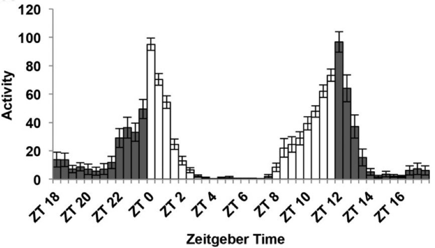 Fly activity over the day with ZT scale. Figure adapted from Dubowy et al 2017