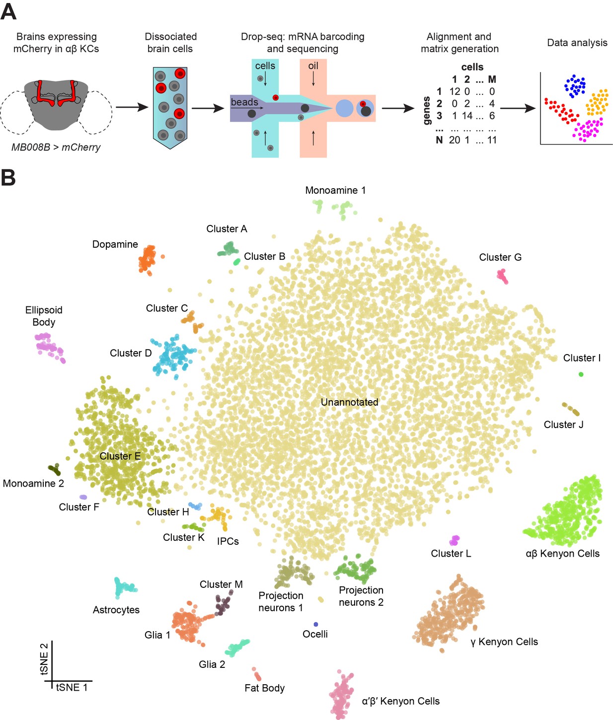 Drop-seq reveals neuronal clusters in the Drosophila brain. (A) Schematic of the experimental procedure. Drosophila brains were dissected and dissociated prior to Drop-seq. After sequencing and alignment, a digital expression matrix containing information about the number of UMIs found for each gene, in each cell, was generated and used for PCA and subsequent analyses. See Materials and methods section for details. (B) Two-dimensional representation (t-SNE) of 10,286 Drosophila brain cells, manually classified into 28 clusters. Based on the recovery of cell-types of known abundance in the brain, we estimate that there are 45,000 cells in the fly midbrain.