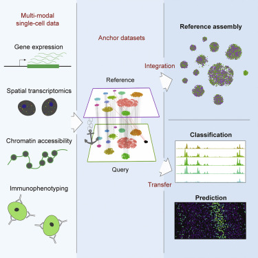 Figure from: Comprehensive Integration of Single-Cell Data, Stuart et al. Cell 2019