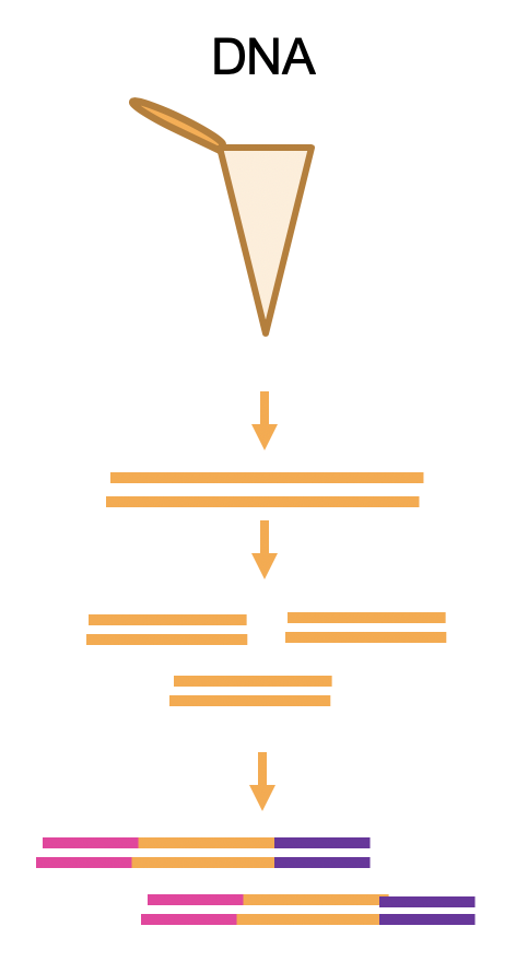 DNA library prep