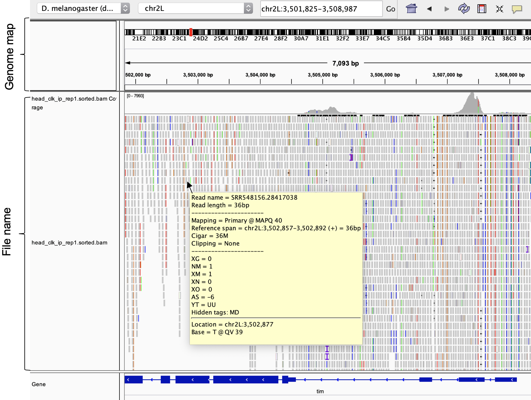 Alignement files (.bam) loaded into the IGV genome browser.