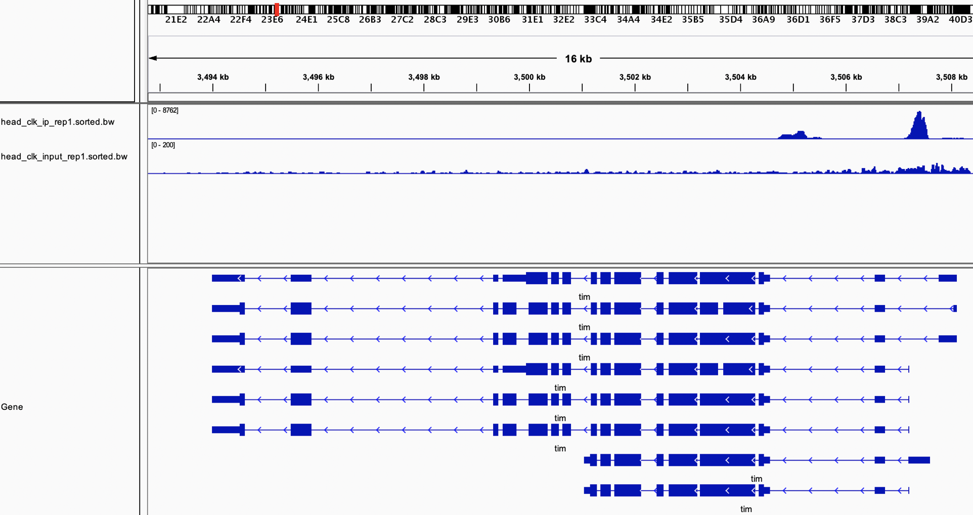 Bigwig files (.bw) loaded into the IGV genome browser.