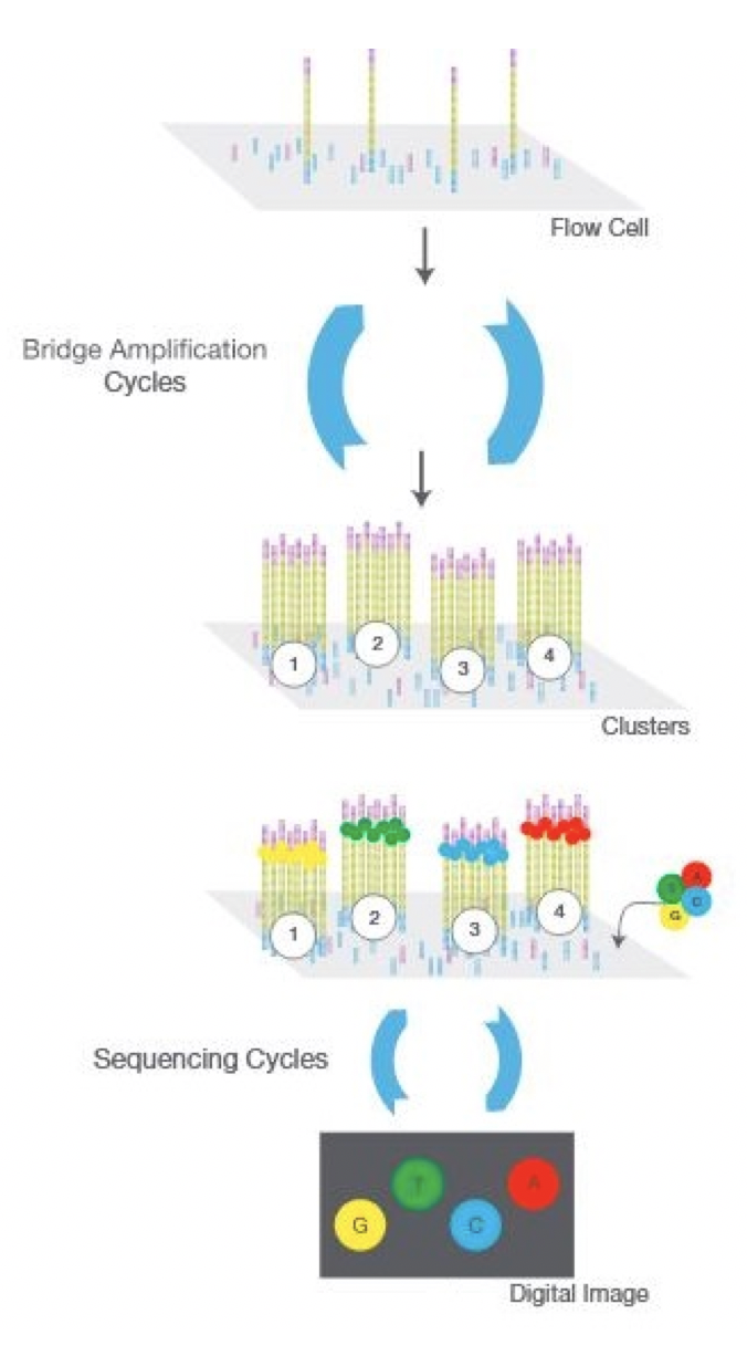 Illumina sequencer strategy, adapted from Illumina user manual www.illumina.com/technology/next-generation-sequencing.html