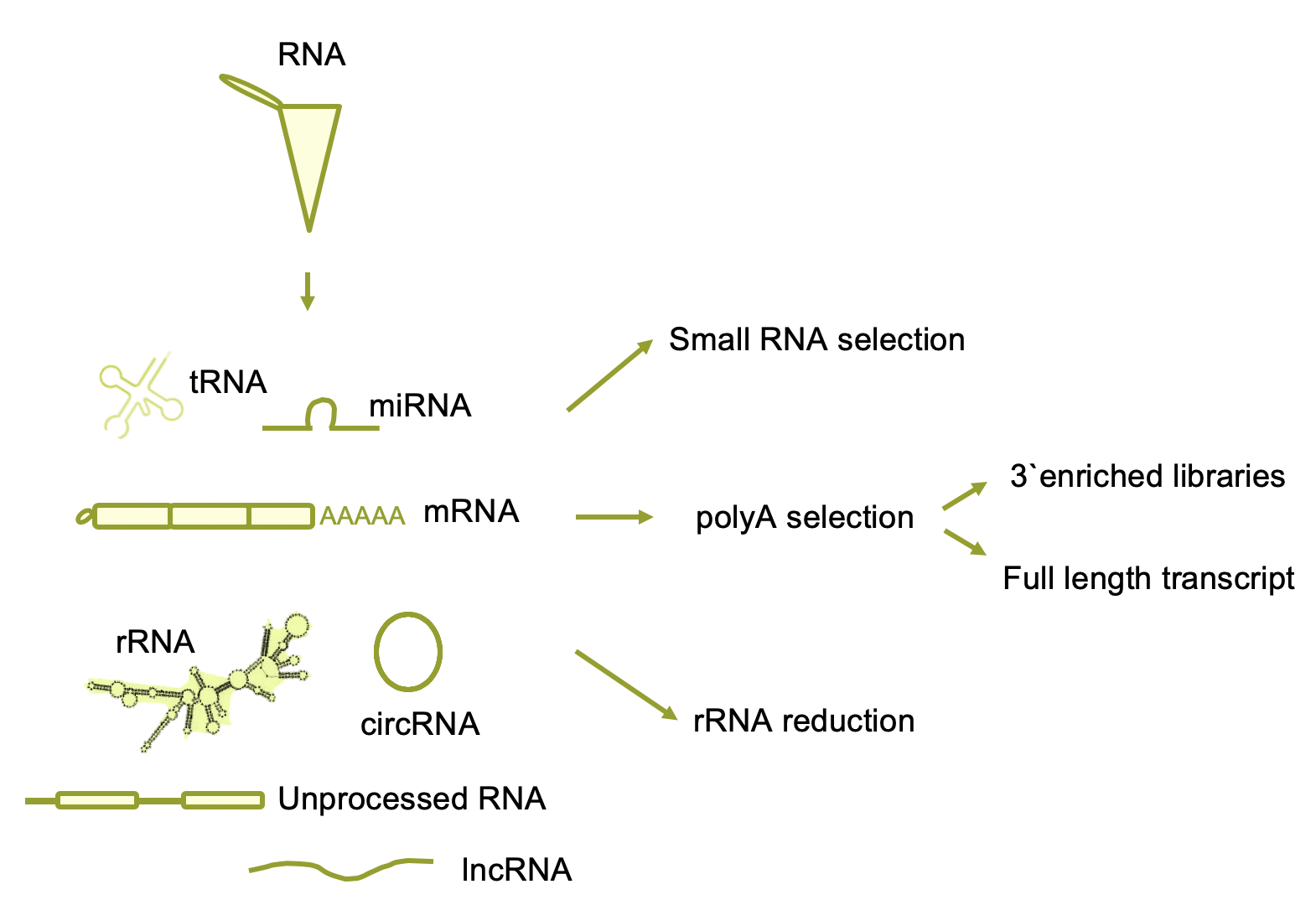 Different RNA librarie strategies