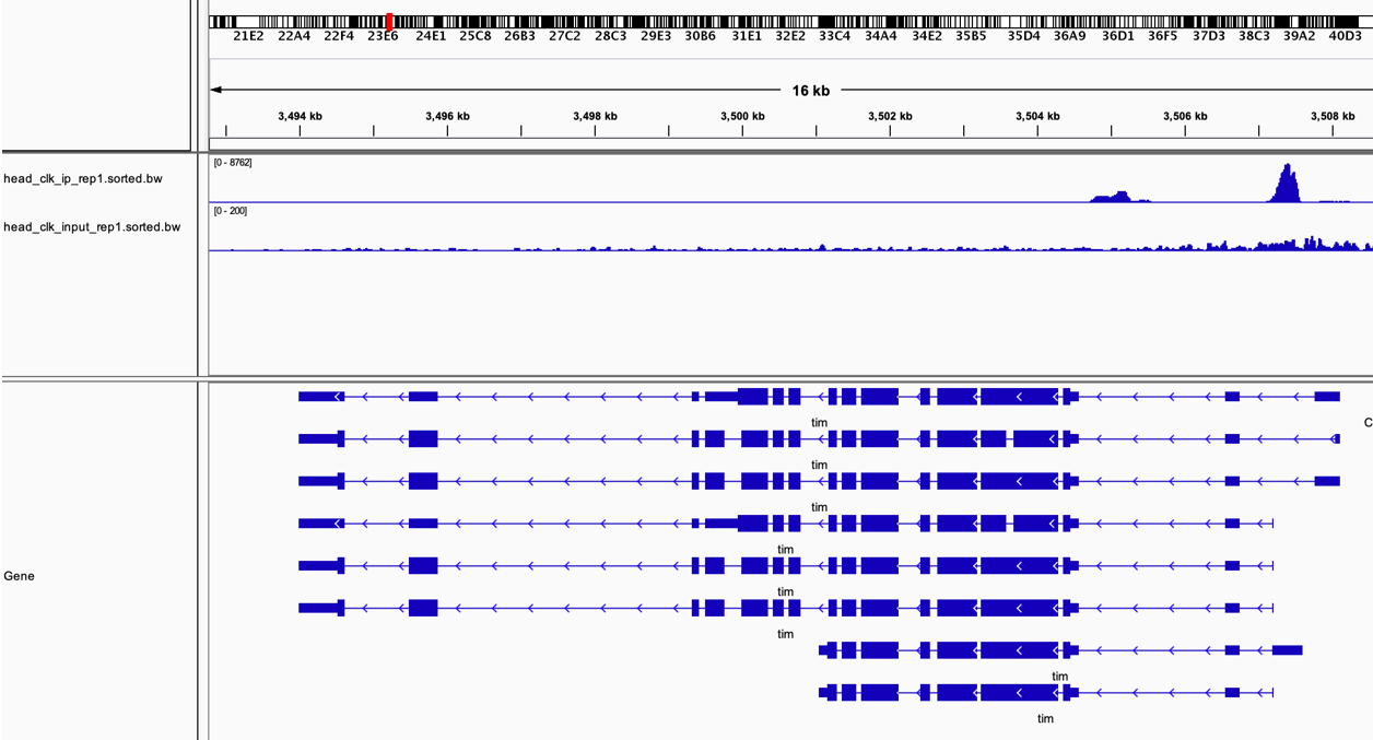 IGV pileup traks over tim. Upper line IP, lower line INP.