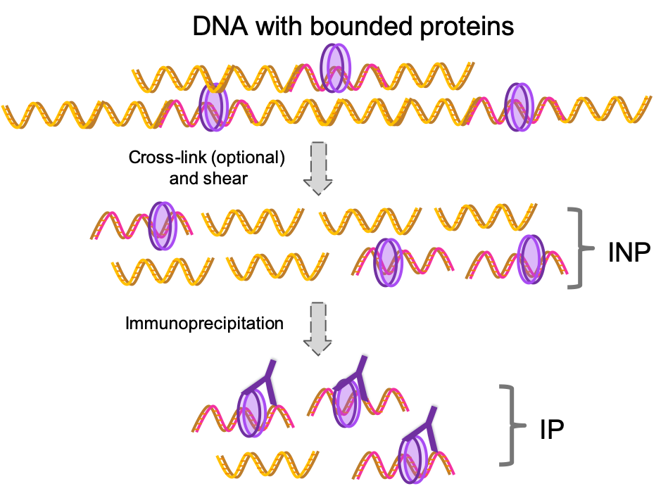 Commonly used ChipSeq procedure. DNA is fragmented followed by immunoprecipitation for the protein of interest. Finally, DNA library is prepared and sequenced. As you can see there is an enrichment of the DNA regions bonded to the protein of interest.