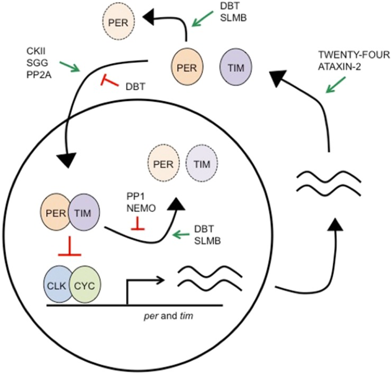 Circadian clock at the molecular level. The molecular feedback loop is formed by the negative feedback of Period (PER) and Timeless (TIM) on their own transcription. Figure adapted from Dubowy et al 2017