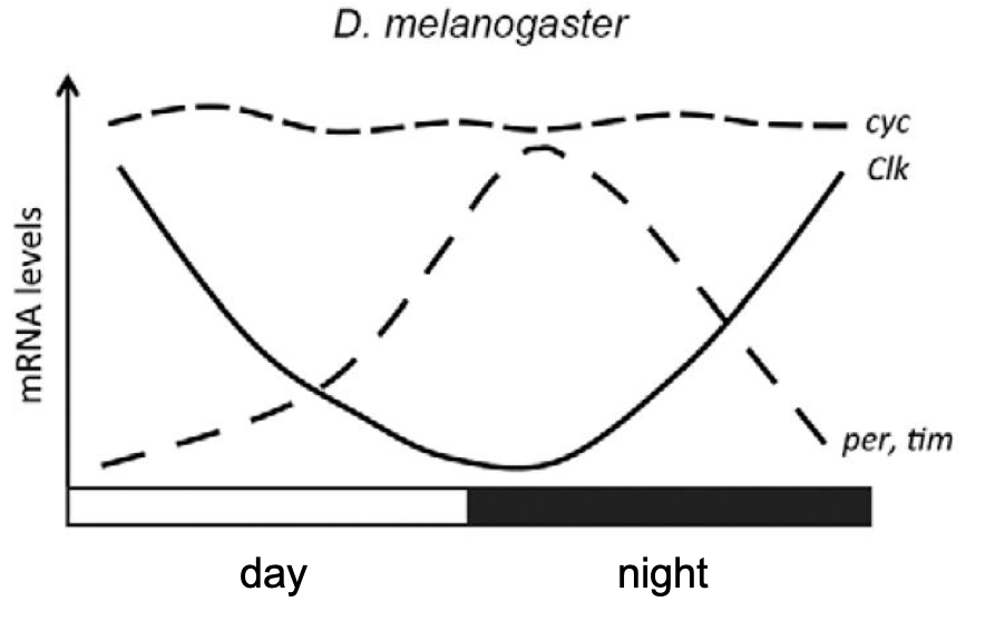 Cyc, Clk and Time levels over the day. Figure adapted from Alves Meireles-Filho et al 2013